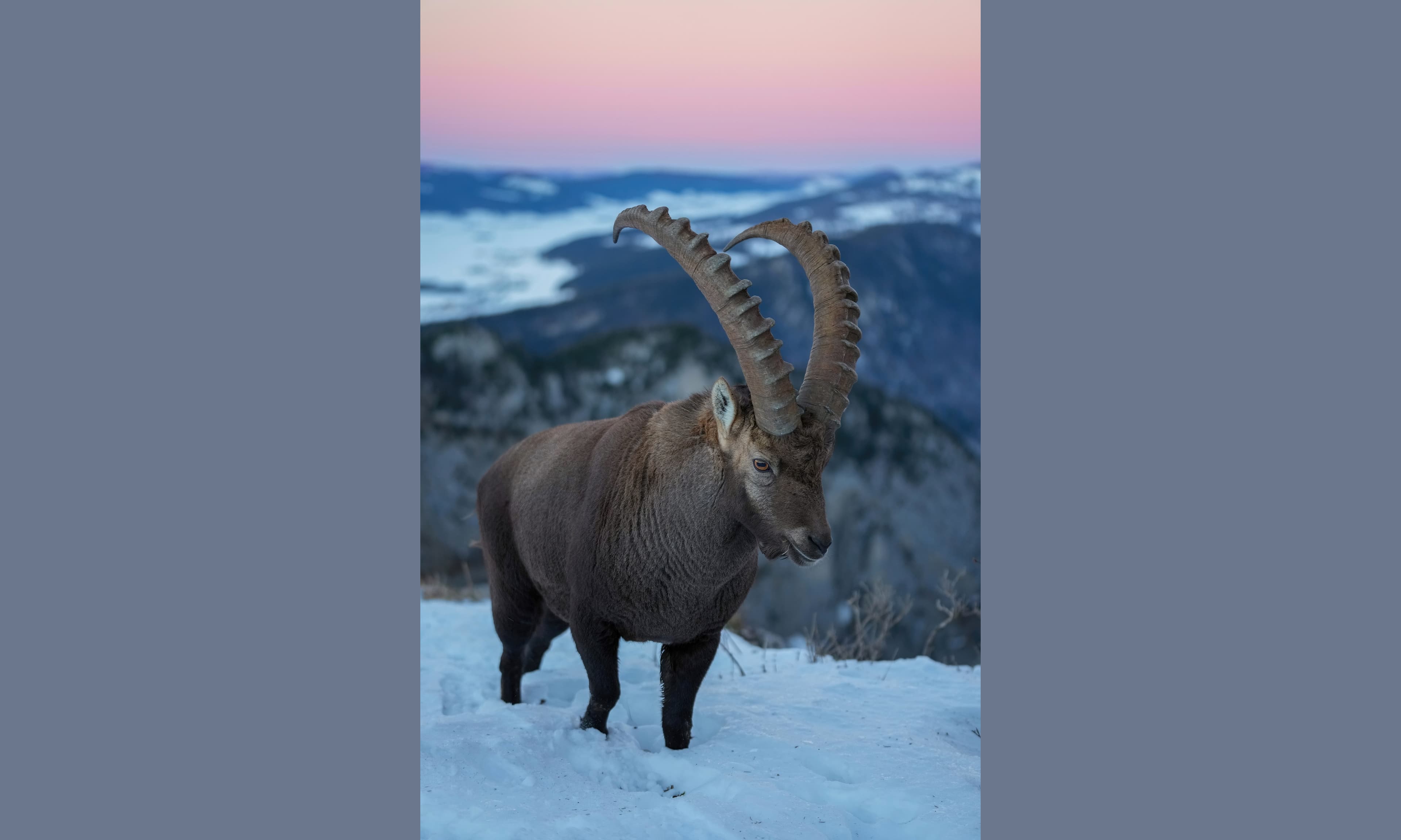 An Alpine ibex standing on a rocky mountain ledge with long curved horns