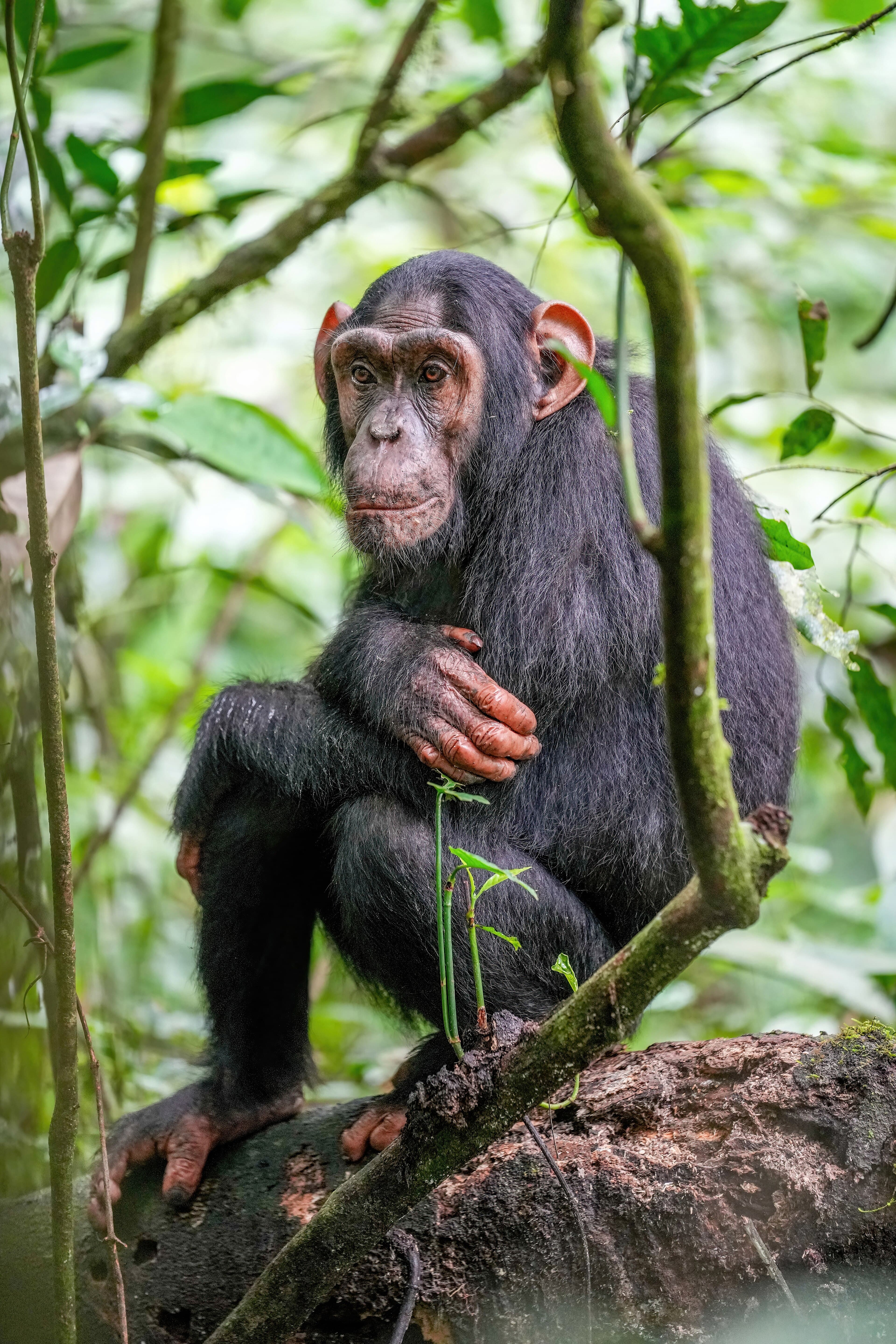 A chimpanzee sitting in a tree in a green forest