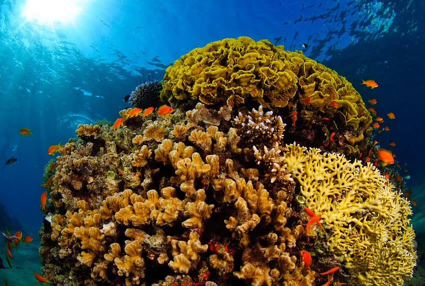 Colourful coral formations and tropical fish in clear Caribbean waters off Cuba