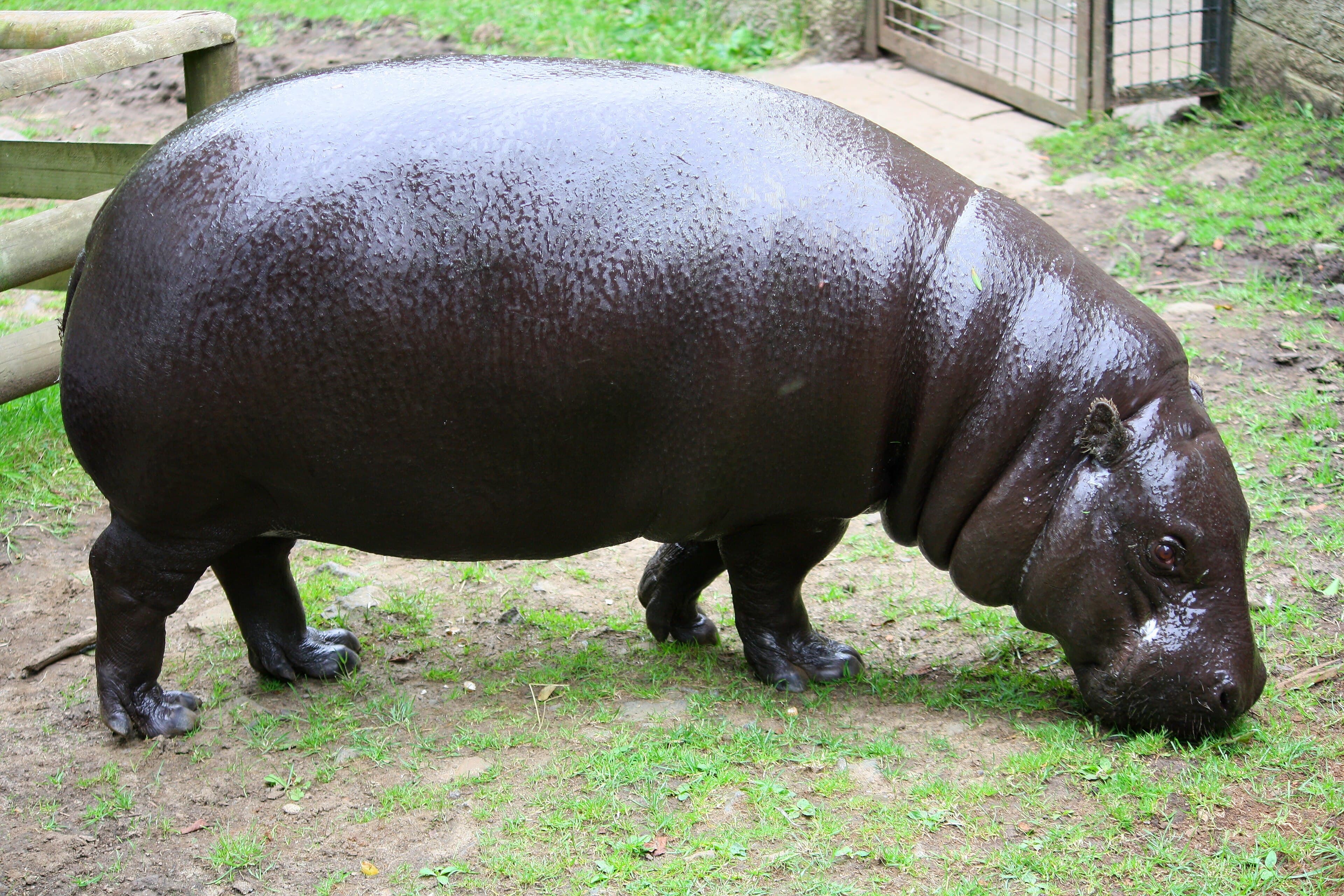 A small pygmy hippopotamus standing on a riverbank surrounded by green vegetation