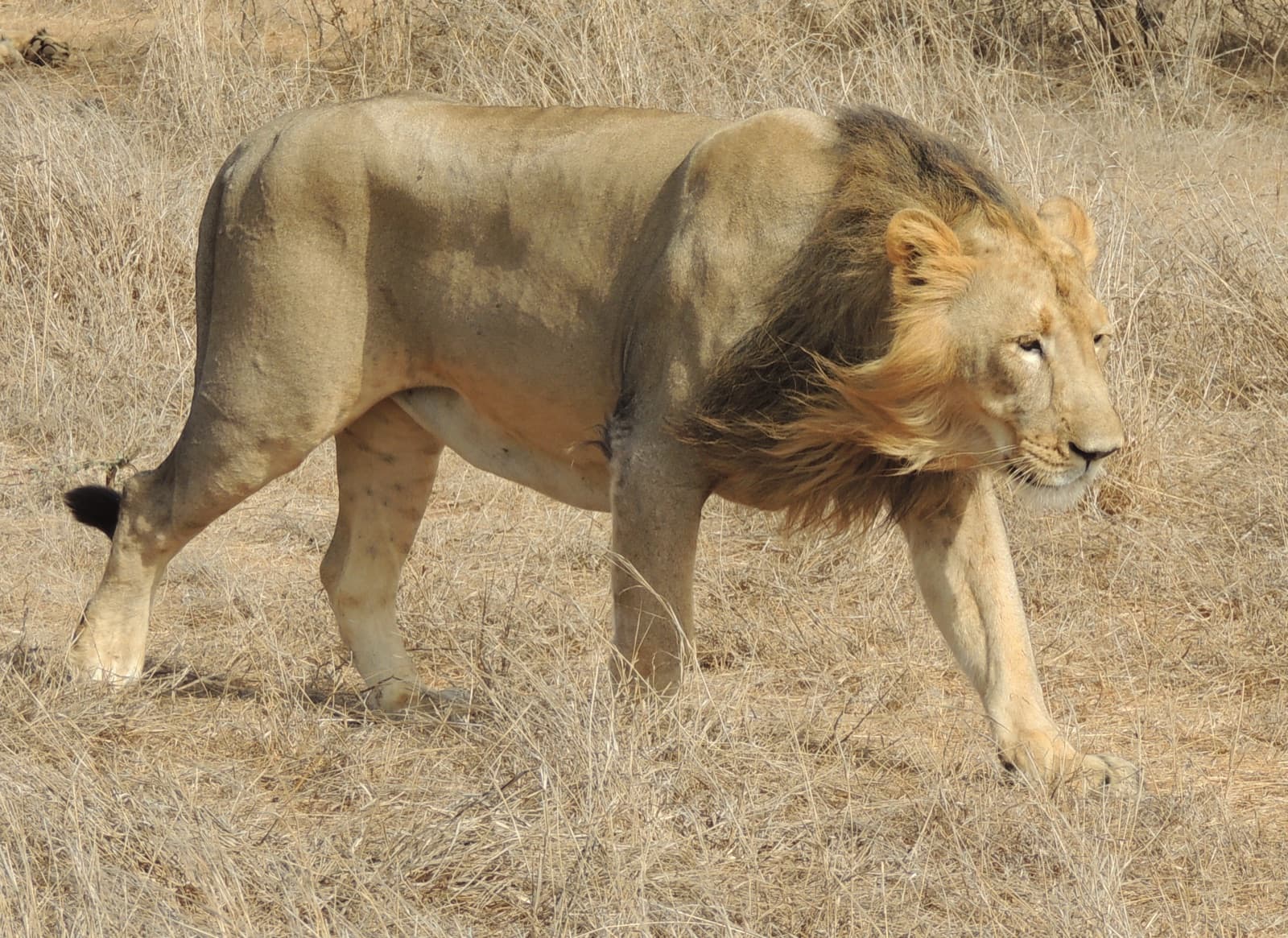 An Asiatic lion walking through the dry grass of Gir Forest in Gujarat