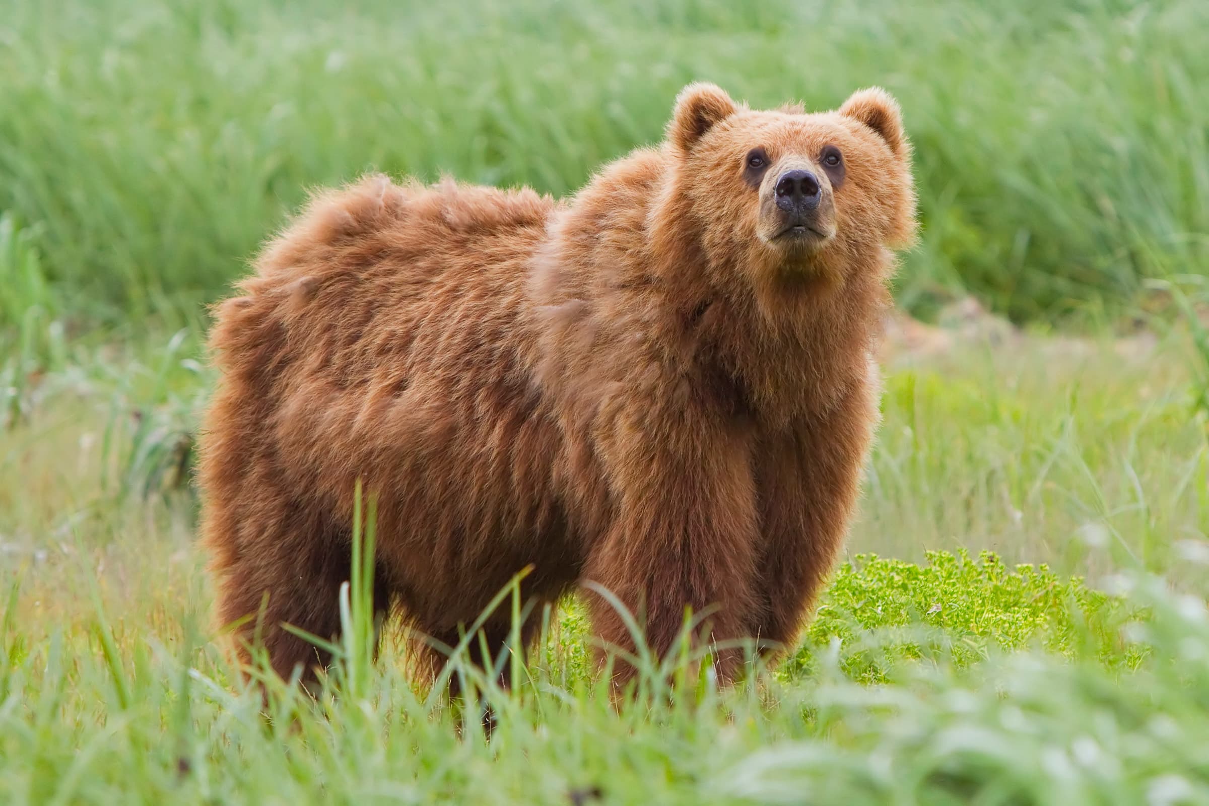 A brown bear walking through a forest
