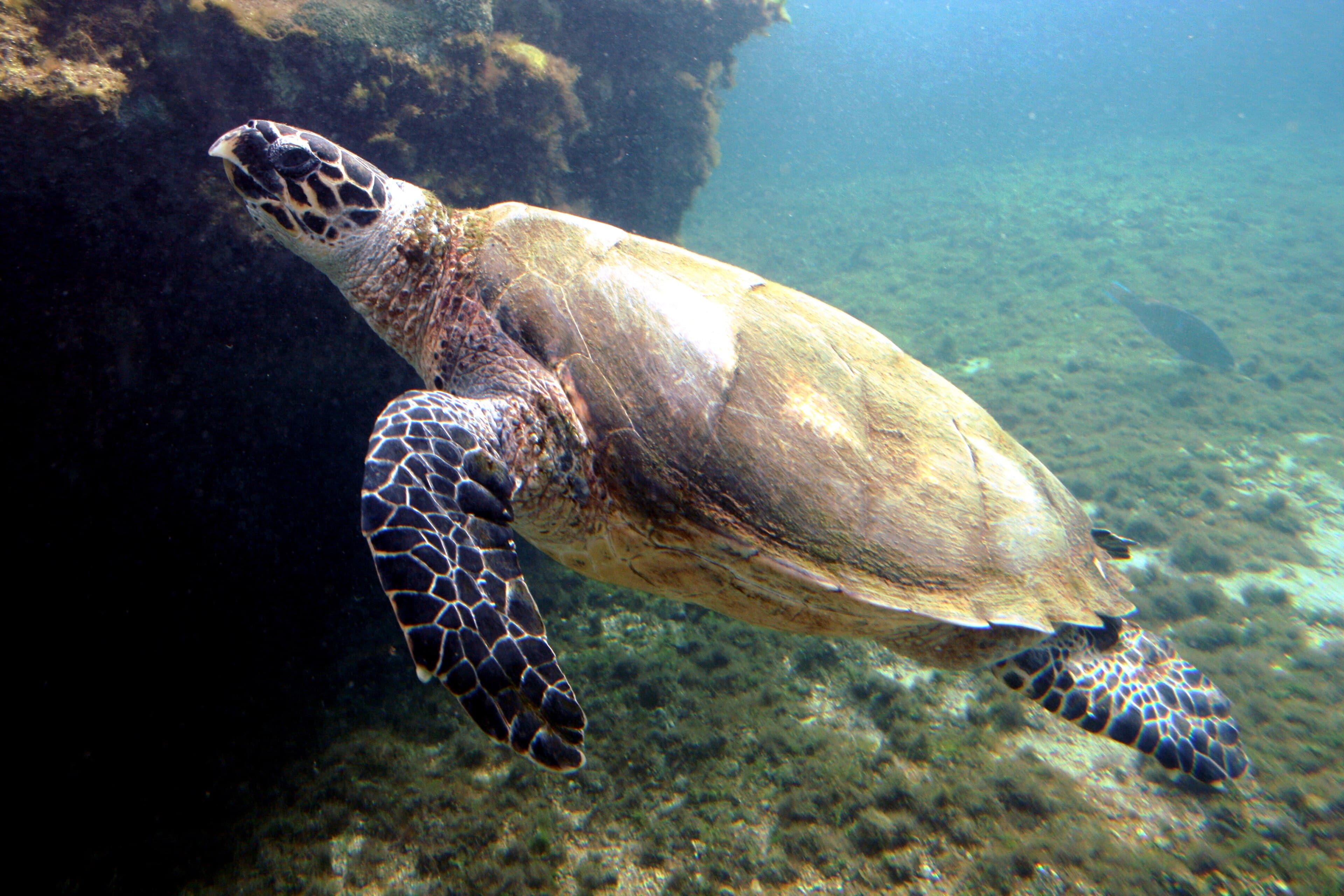 A hawksbill turtle gliding above a coral reef, its pointed beak clearly visible