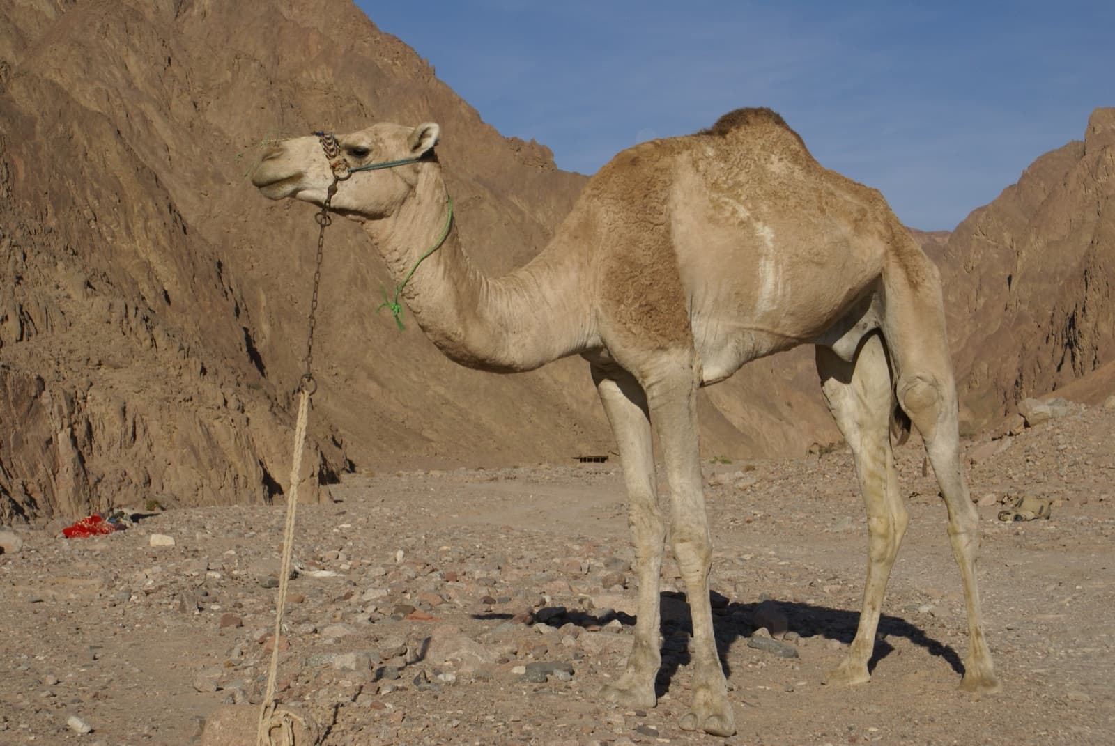 A dromedary camel walking across the orange sand dunes of the Moroccan Sahara