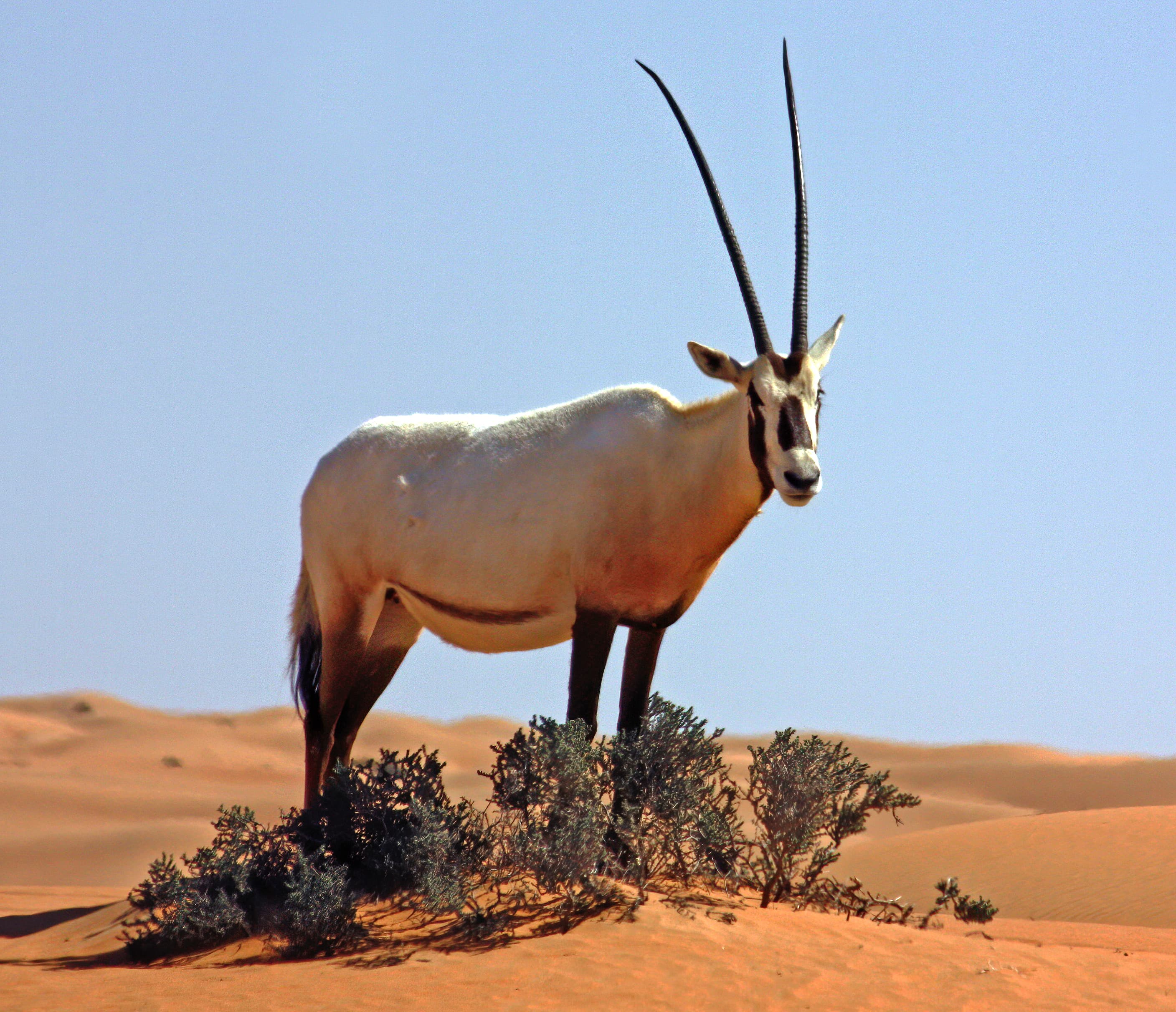A white Arabian oryx standing in the golden desert with long straight horns