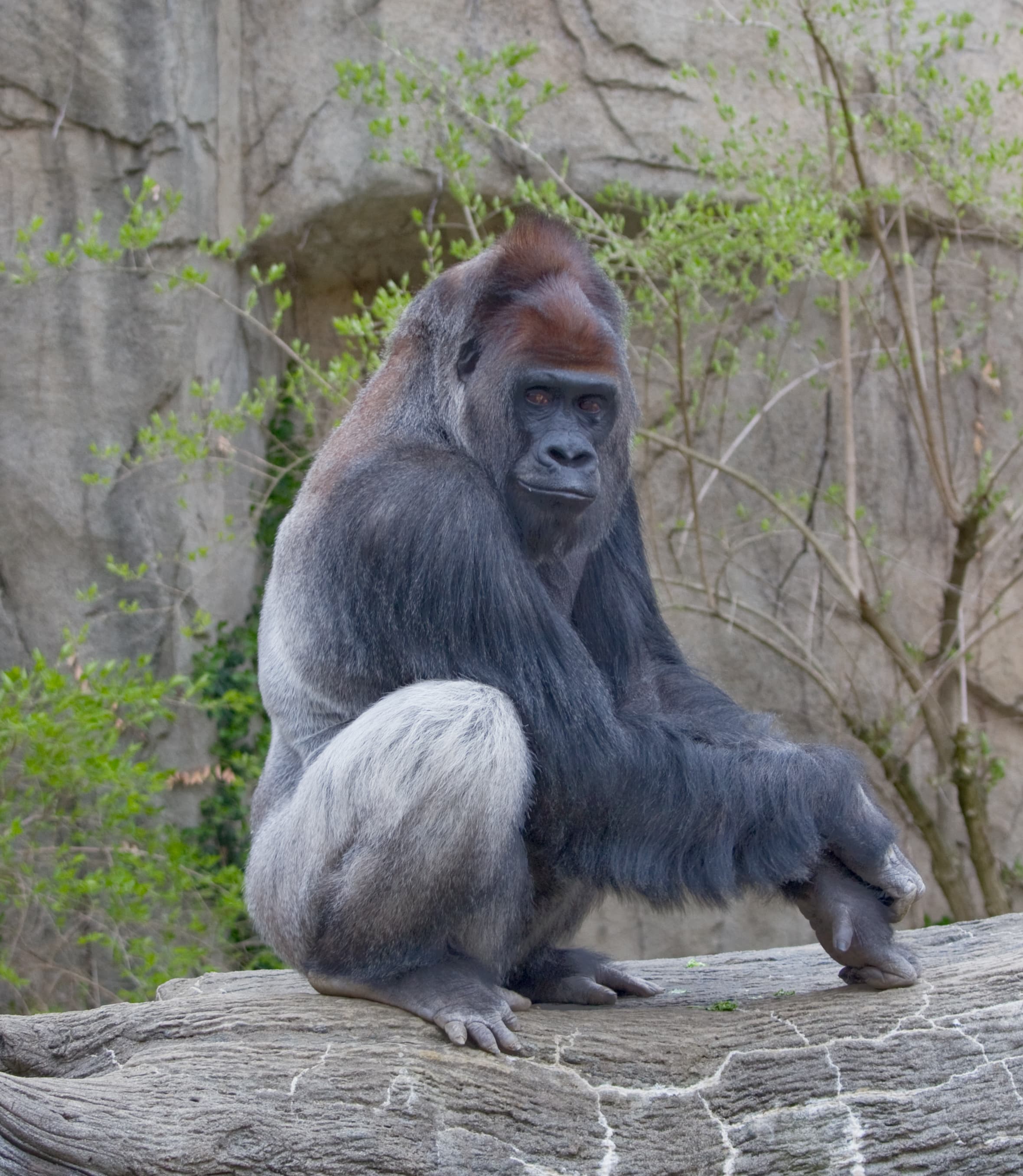 A western lowland gorilla sitting calmly in a forest clearing
