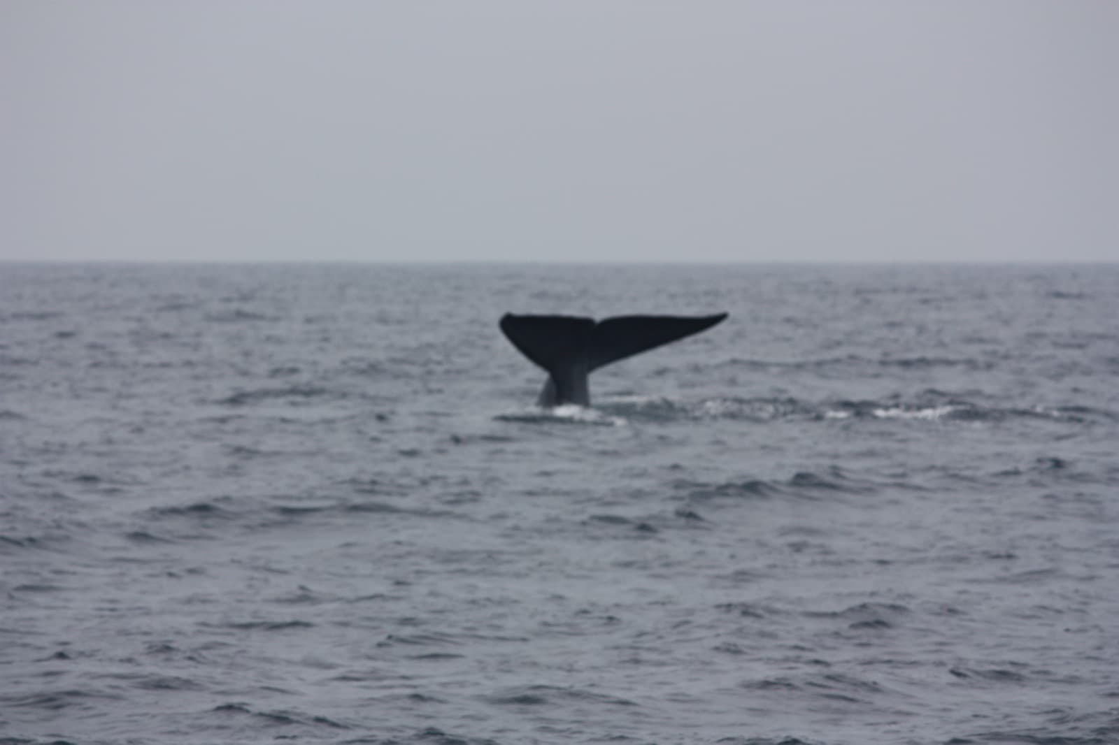 The tail of a blue whale rising from the sea off Mirissa, southern Sri Lanka
