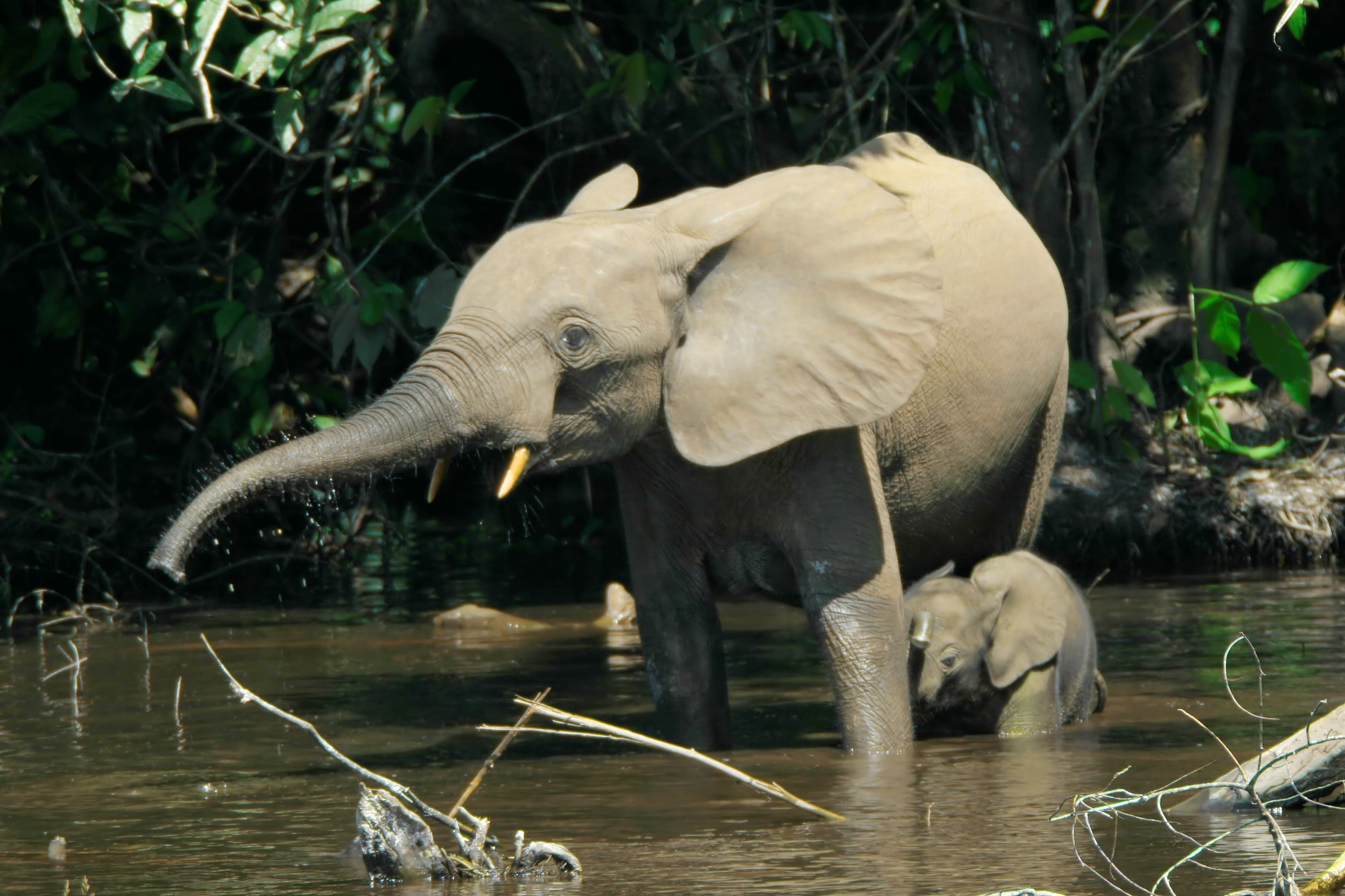An African forest elephant walking through dense green forest