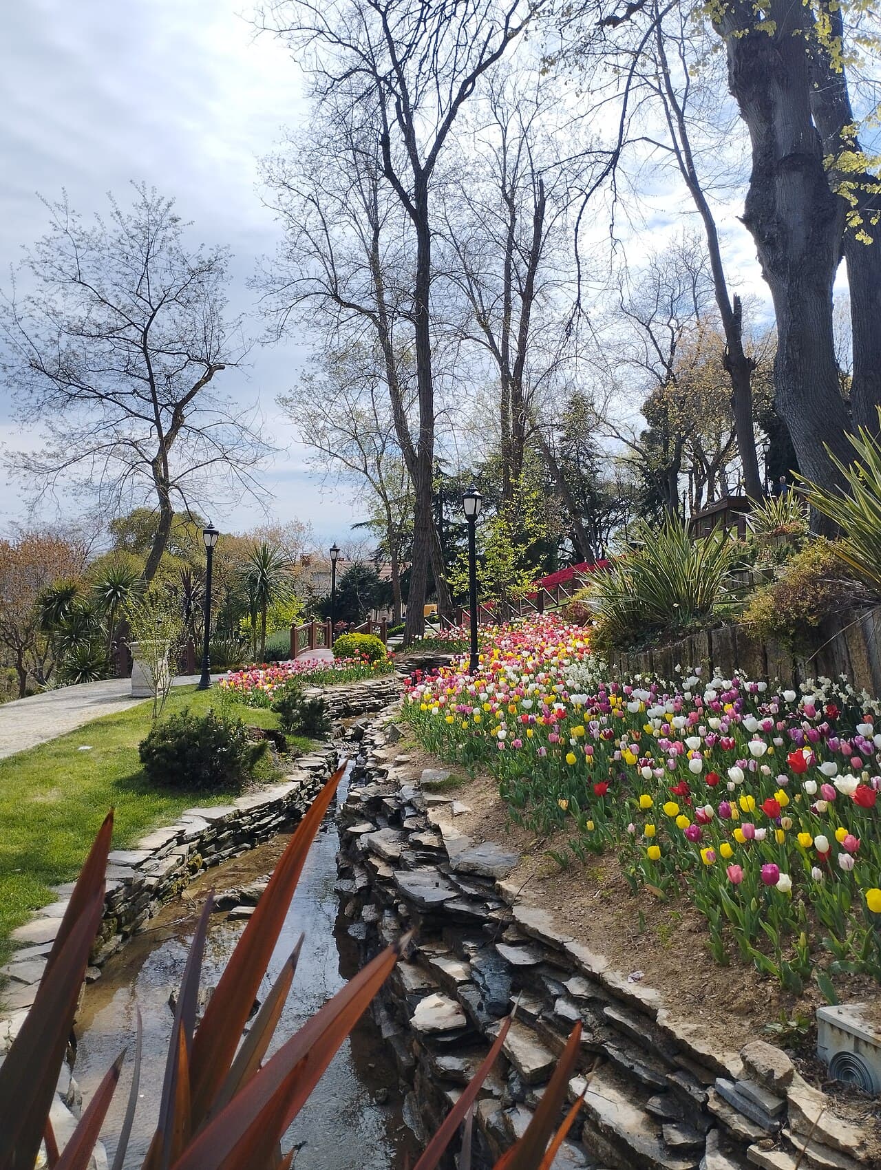 Colourful tulips in a Turkish garden during the spring tulip festival