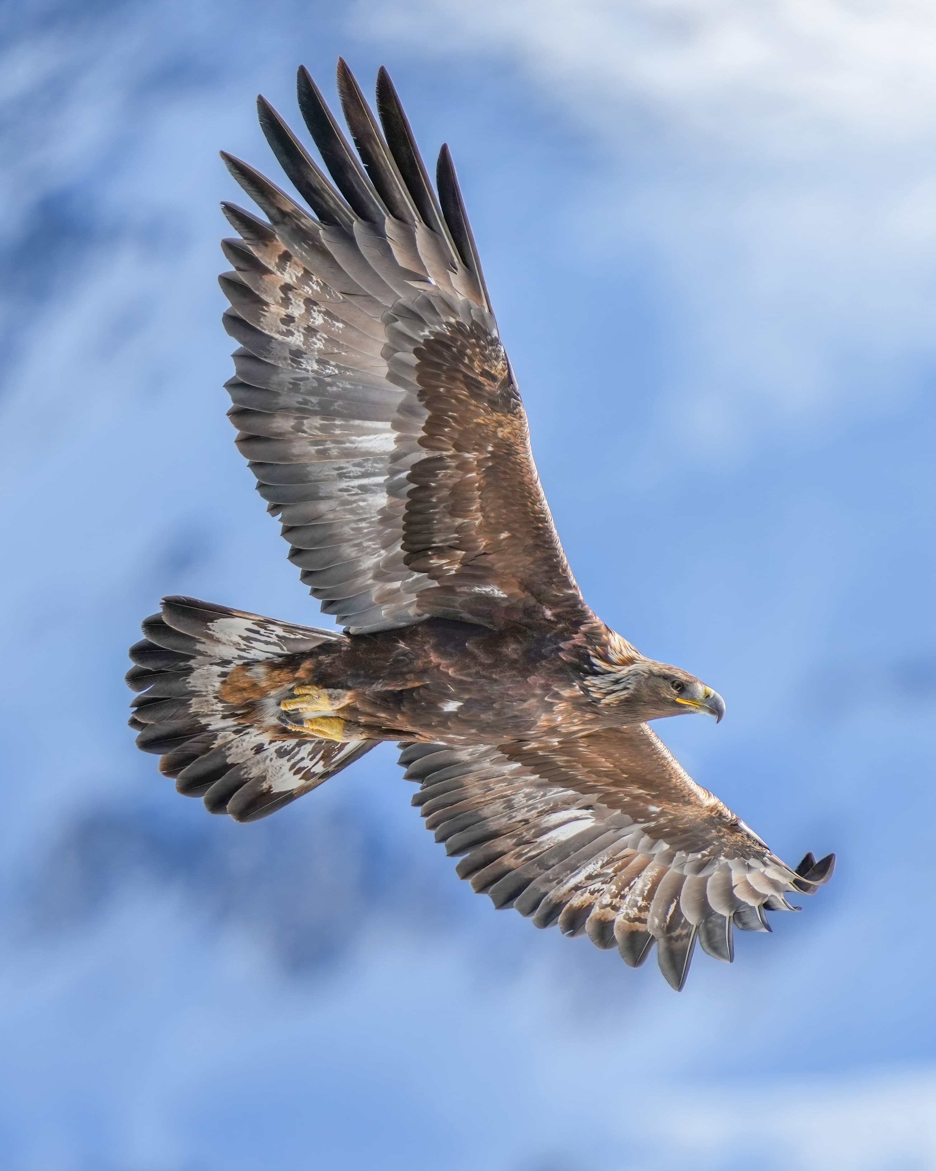 A golden eagle soaring with wings outstretched over a mountain valley