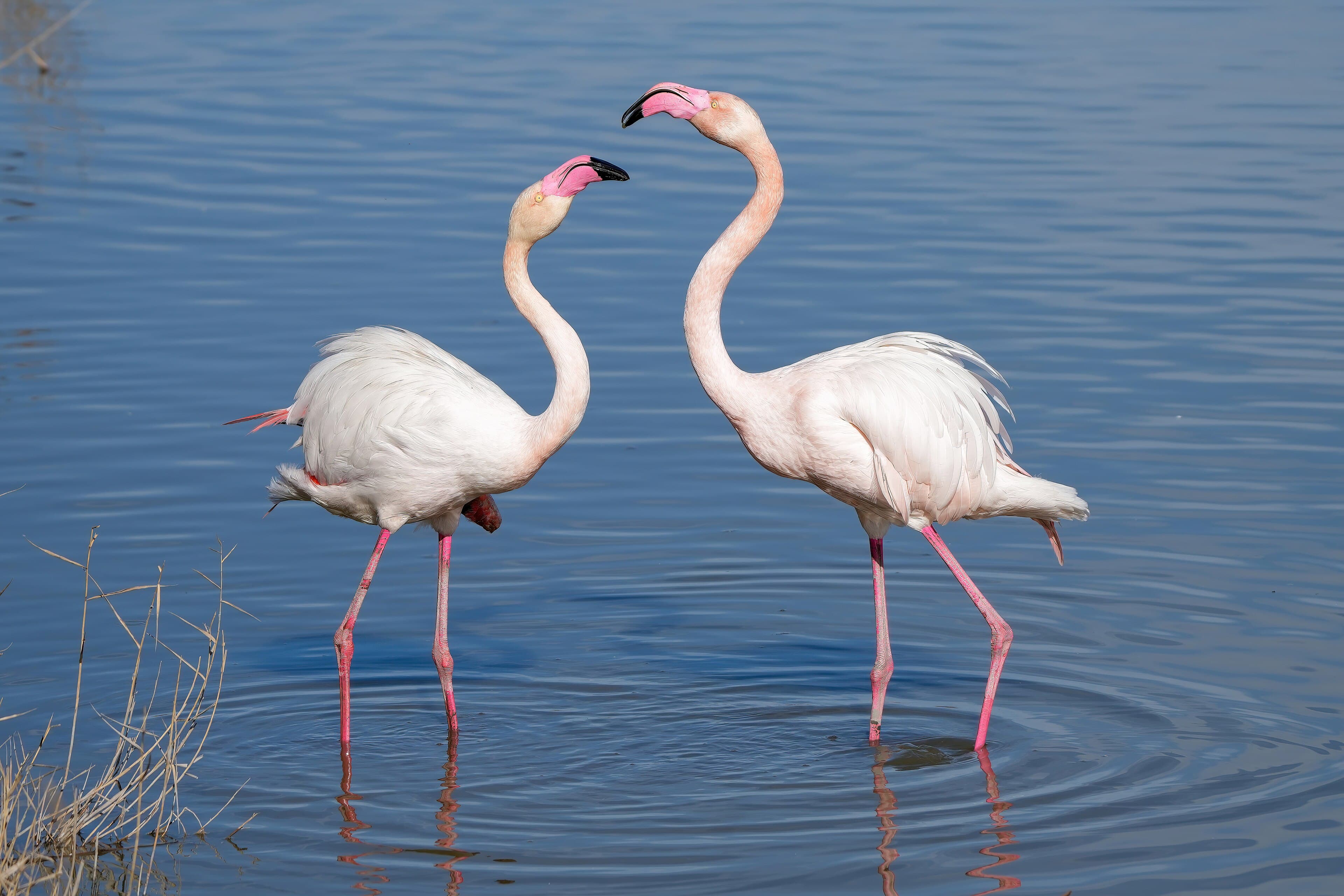A flock of pink flamingos wading in a shallow lake in Azerbaijan
