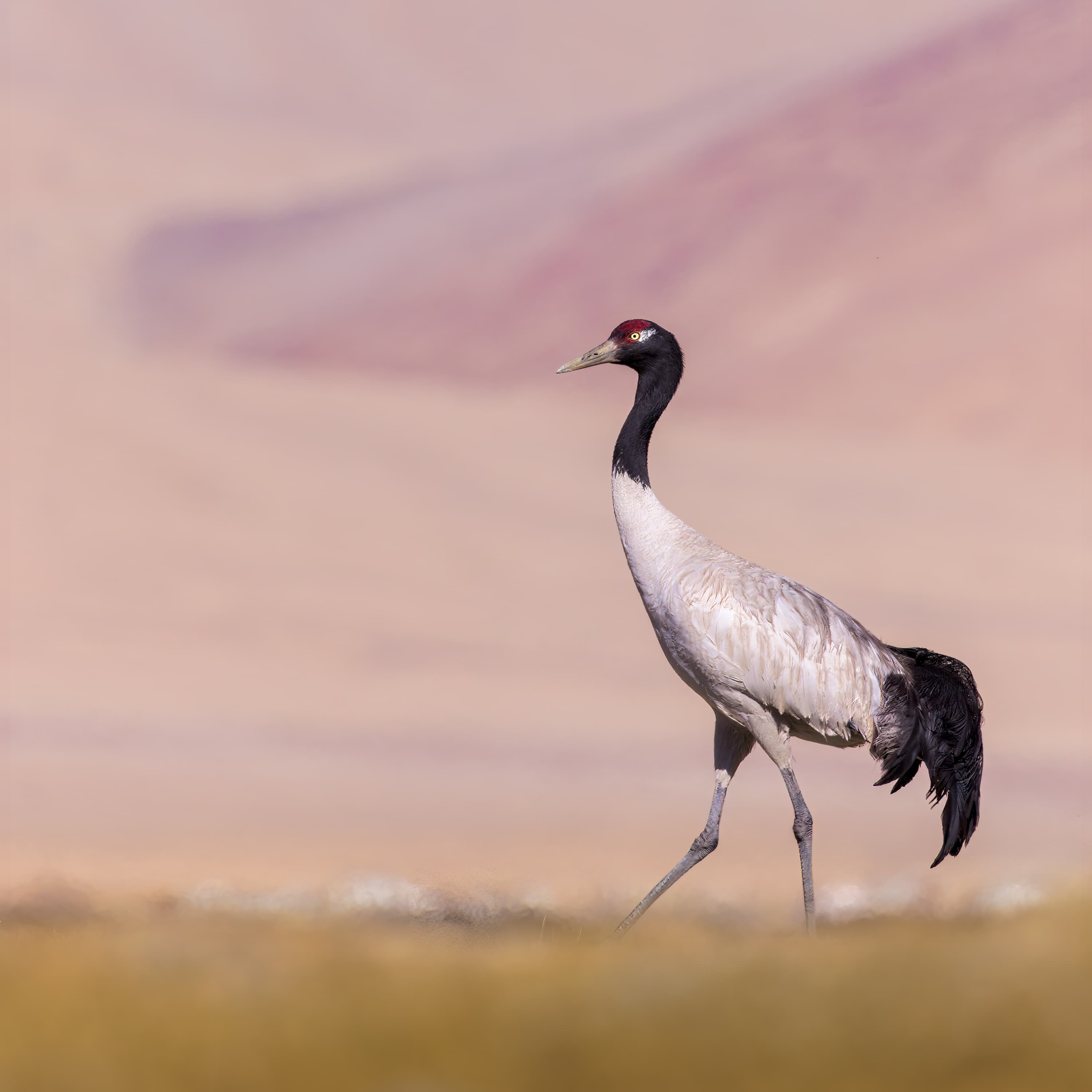 A white black-necked crane with a black head standing in a grassy valley in Bhutan