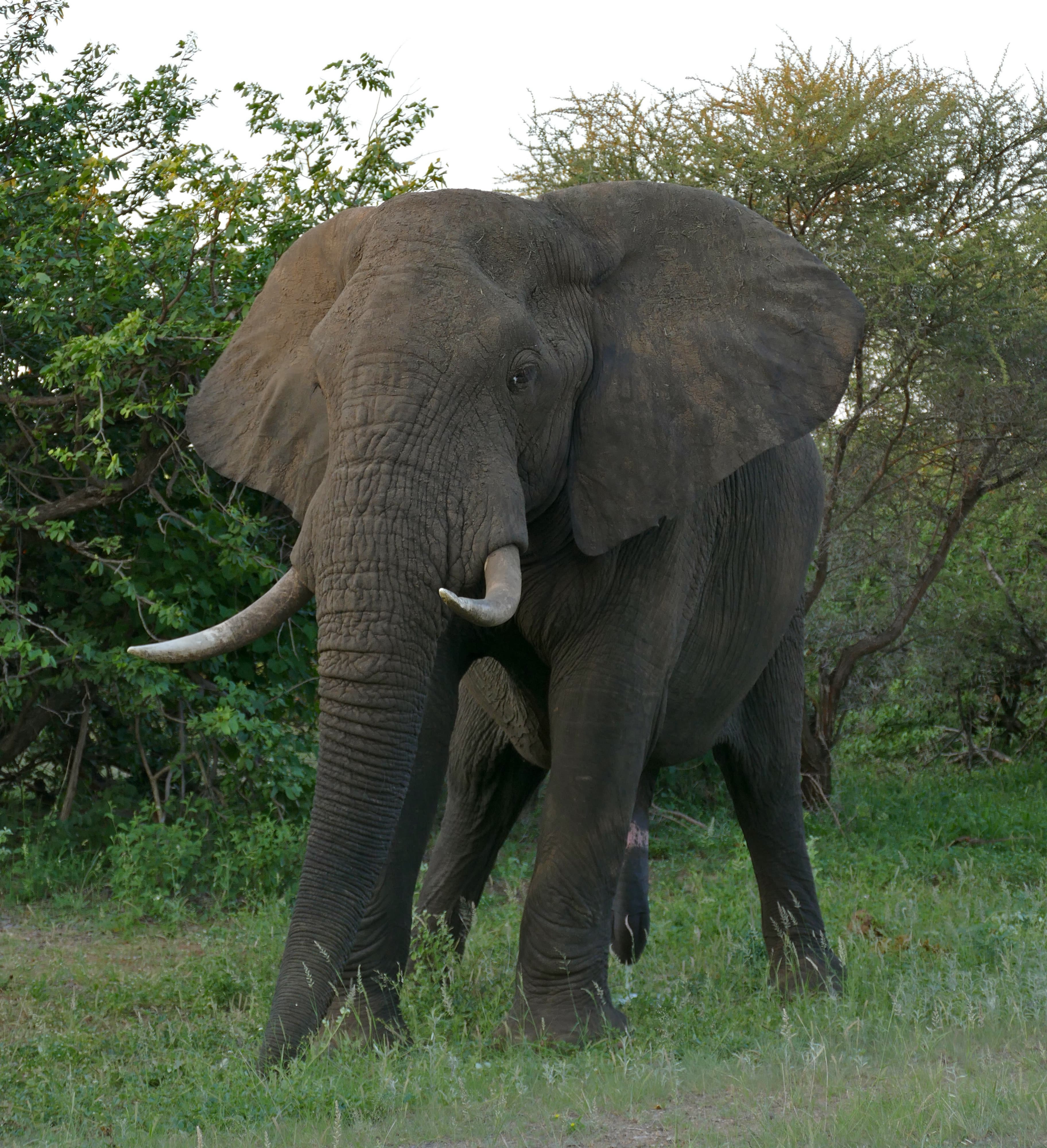 A large African elephant walking through shallow water with its trunk raised