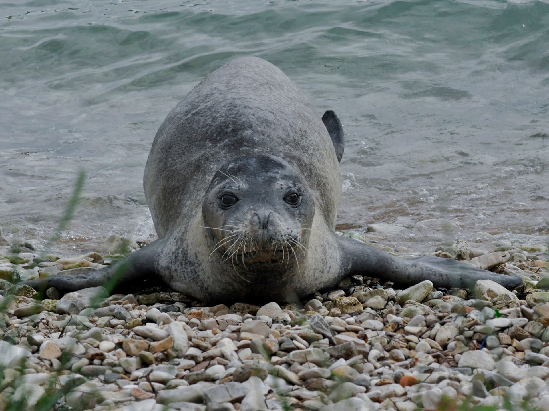 A Mediterranean monk seal resting on a rocky ledge near a sea cave