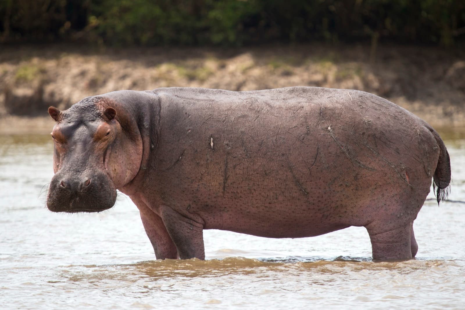 A hippopotamus standing in shallow river water