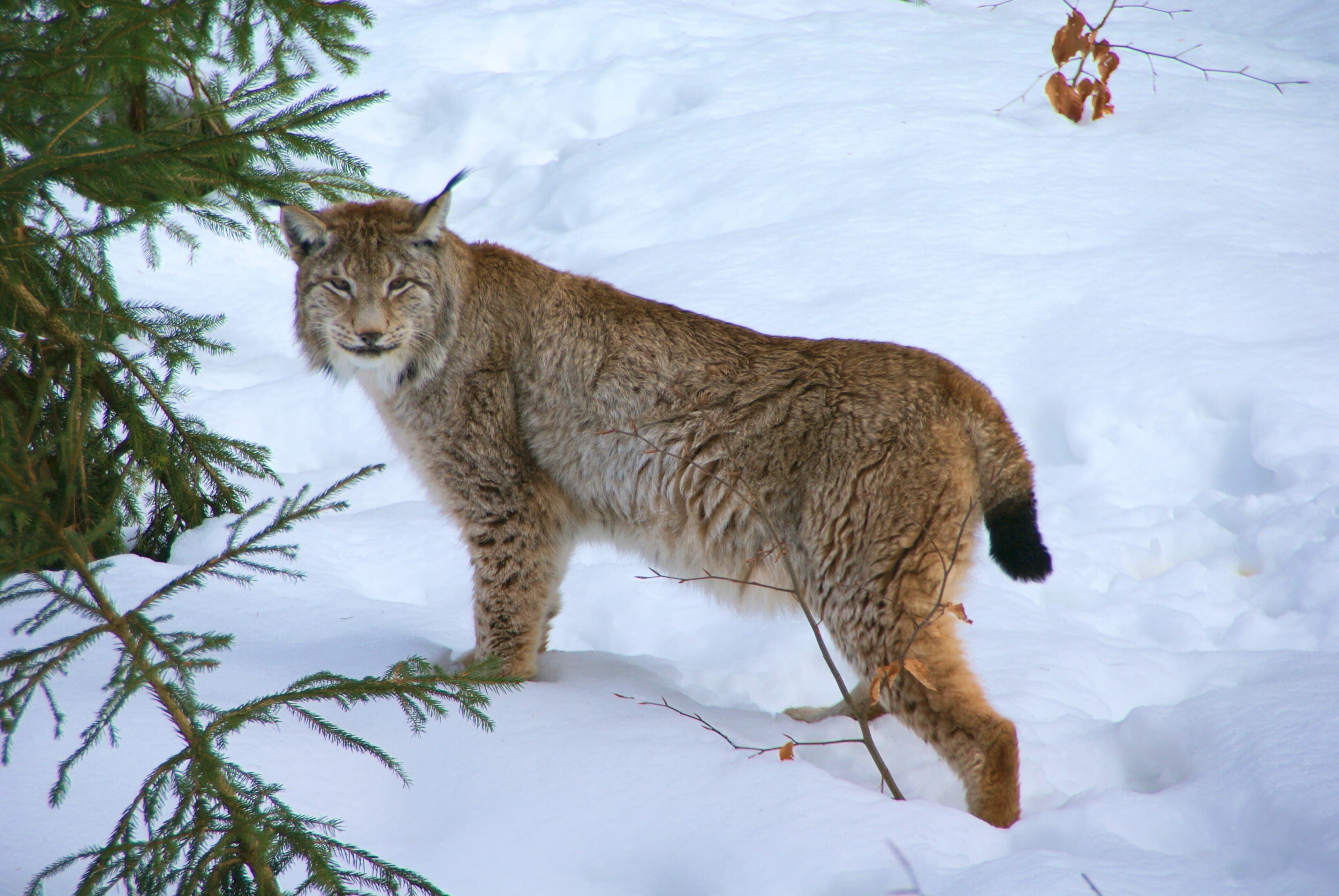 A Eurasian lynx with tufted ears in a snowy Estonian forest