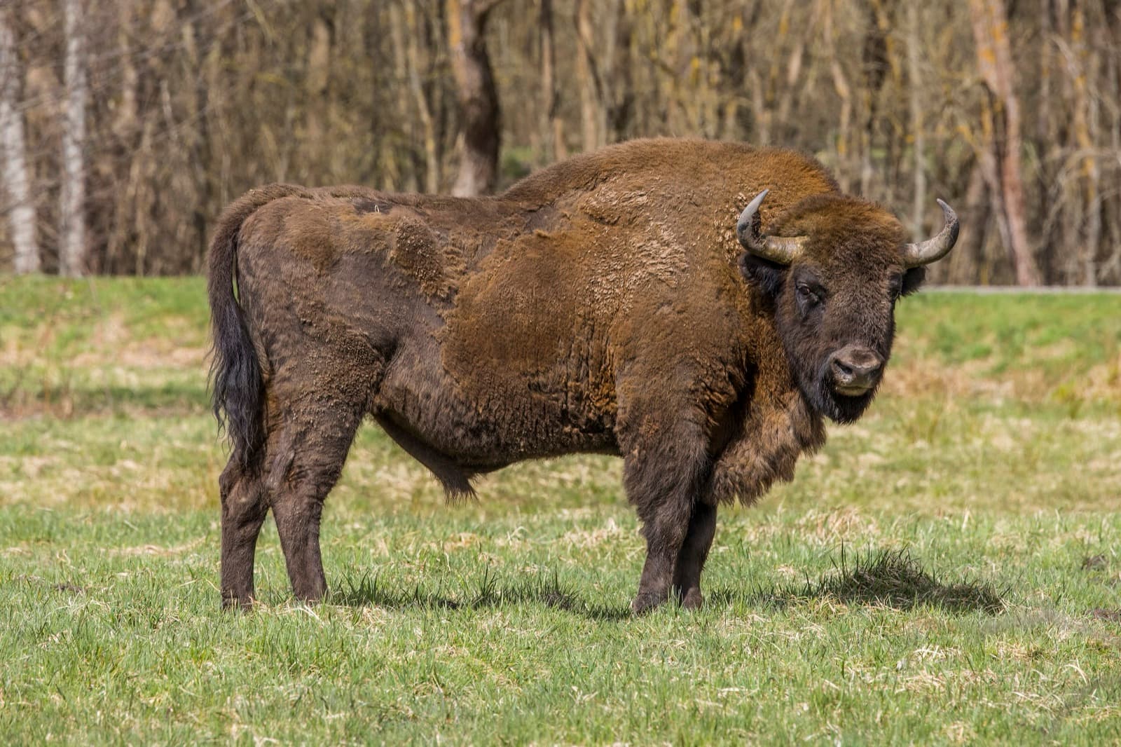 A large brown European bison standing in a grassy field