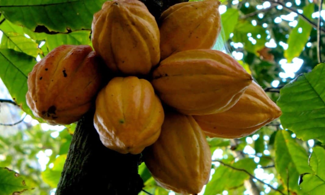 Yellow and orange cocoa pods growing on a tree in Ghana