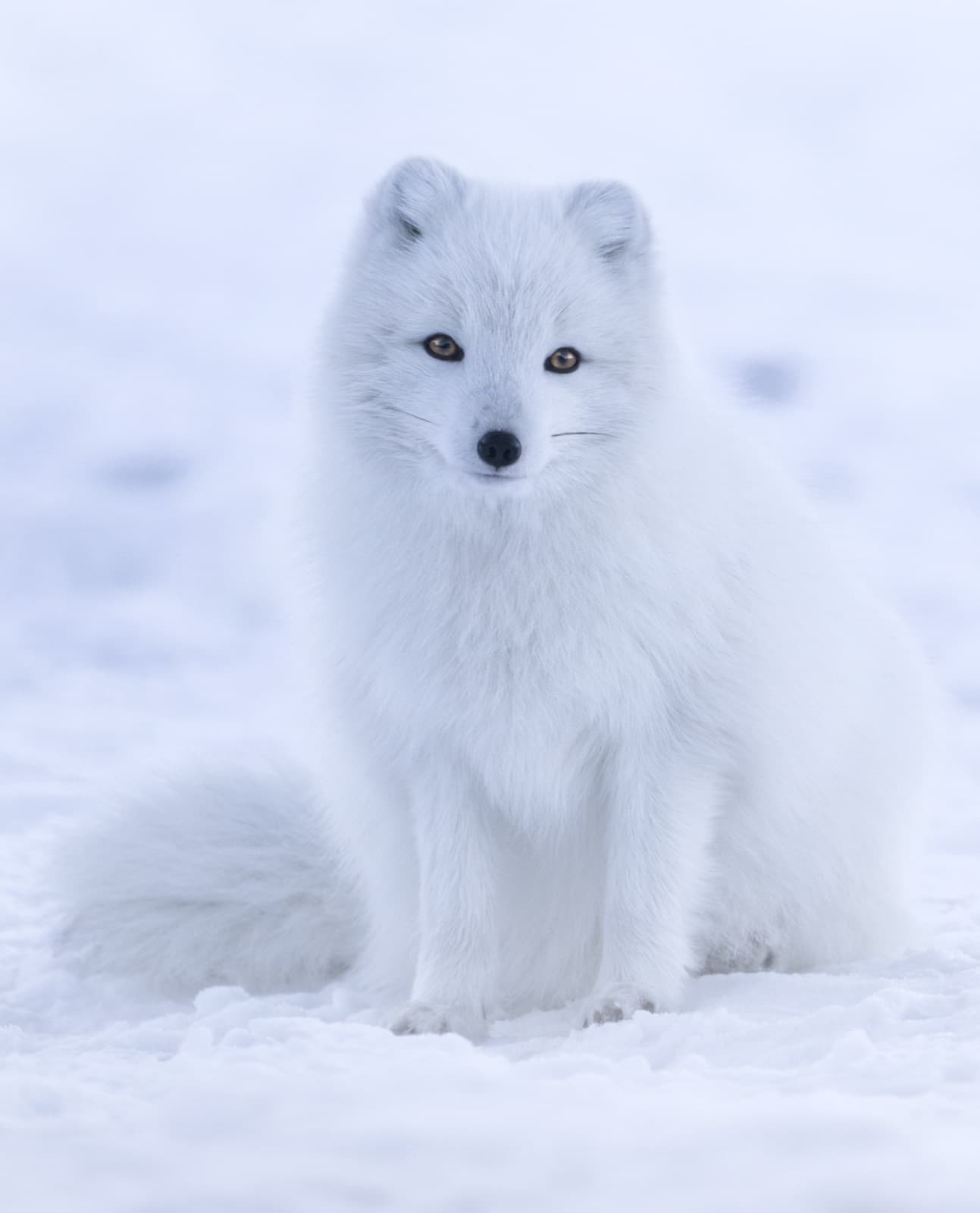 An Arctic fox with thick white winter fur standing in the snow