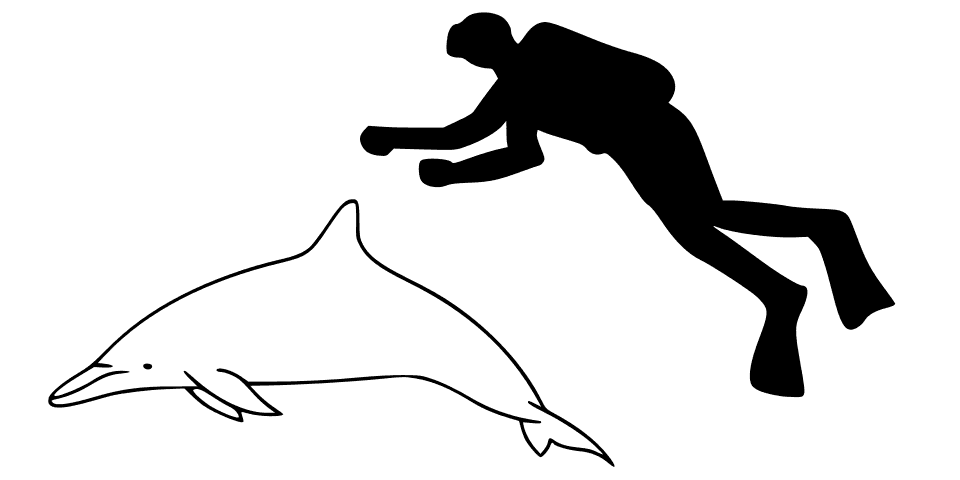 A spinner dolphin leaping and spinning out of the blue Pacific Ocean
