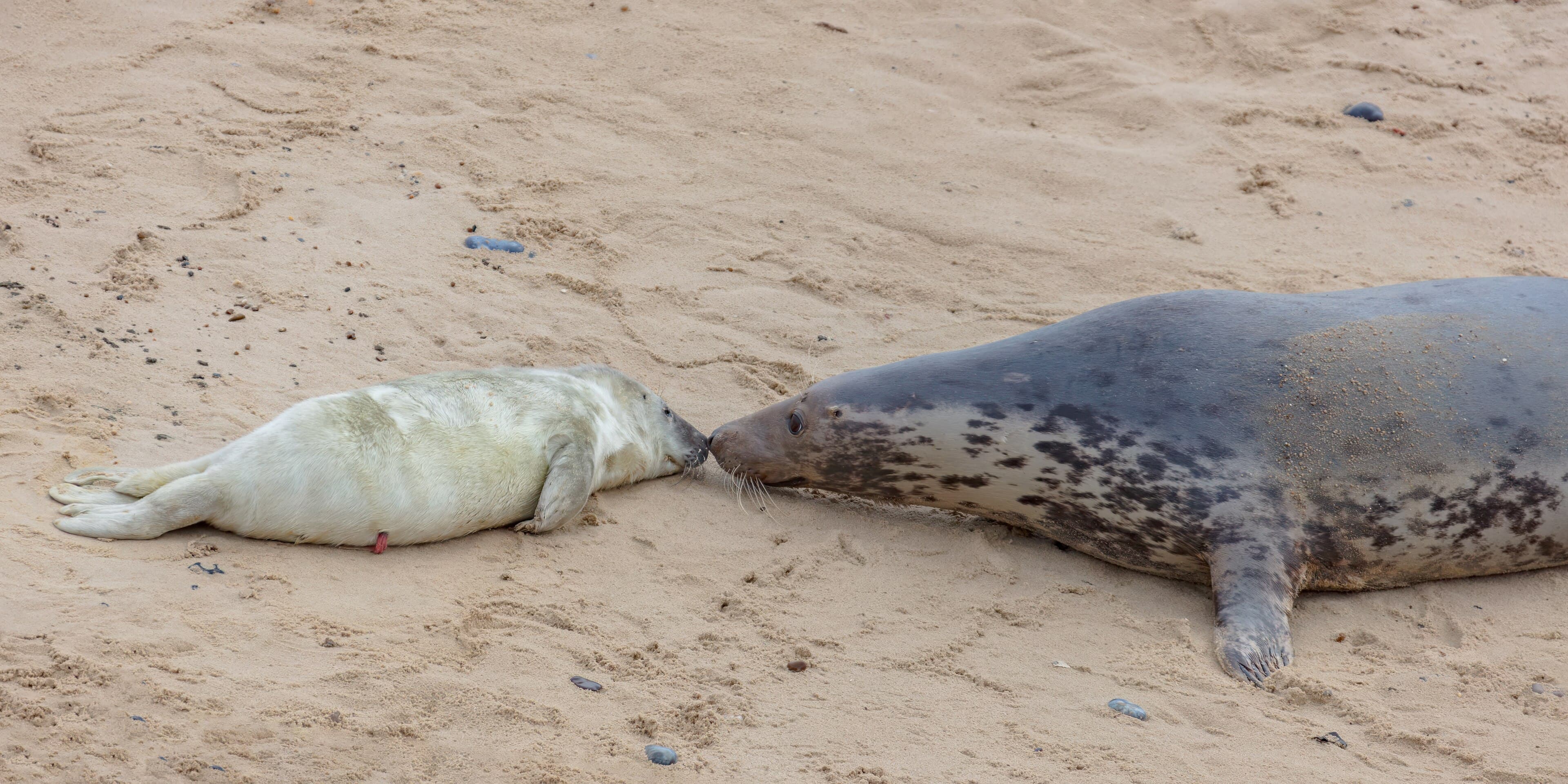 Grey seals resting on rocks along the Baltic Sea coast of Latvia