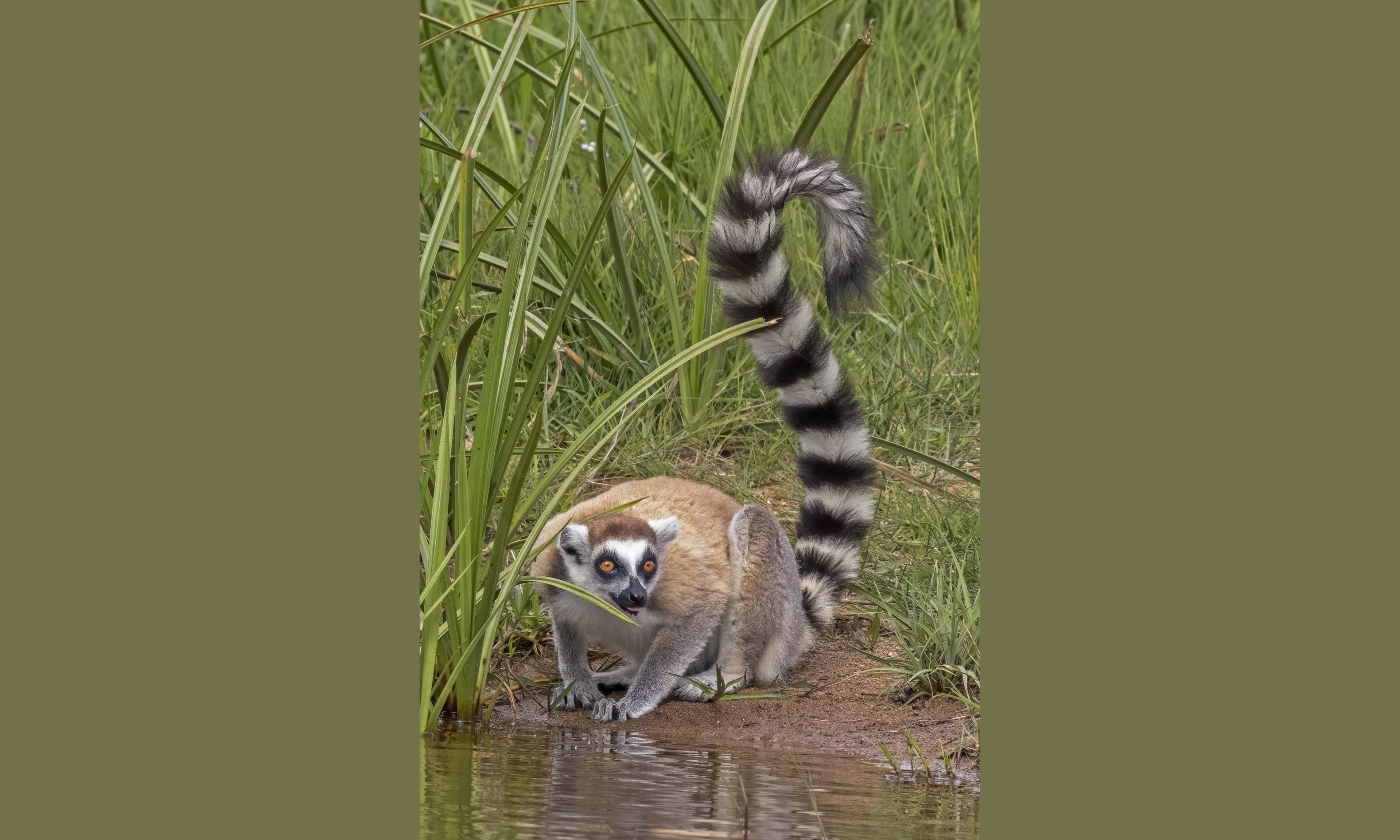A ring-tailed lemur sitting on a branch with its long striped tail curled around it