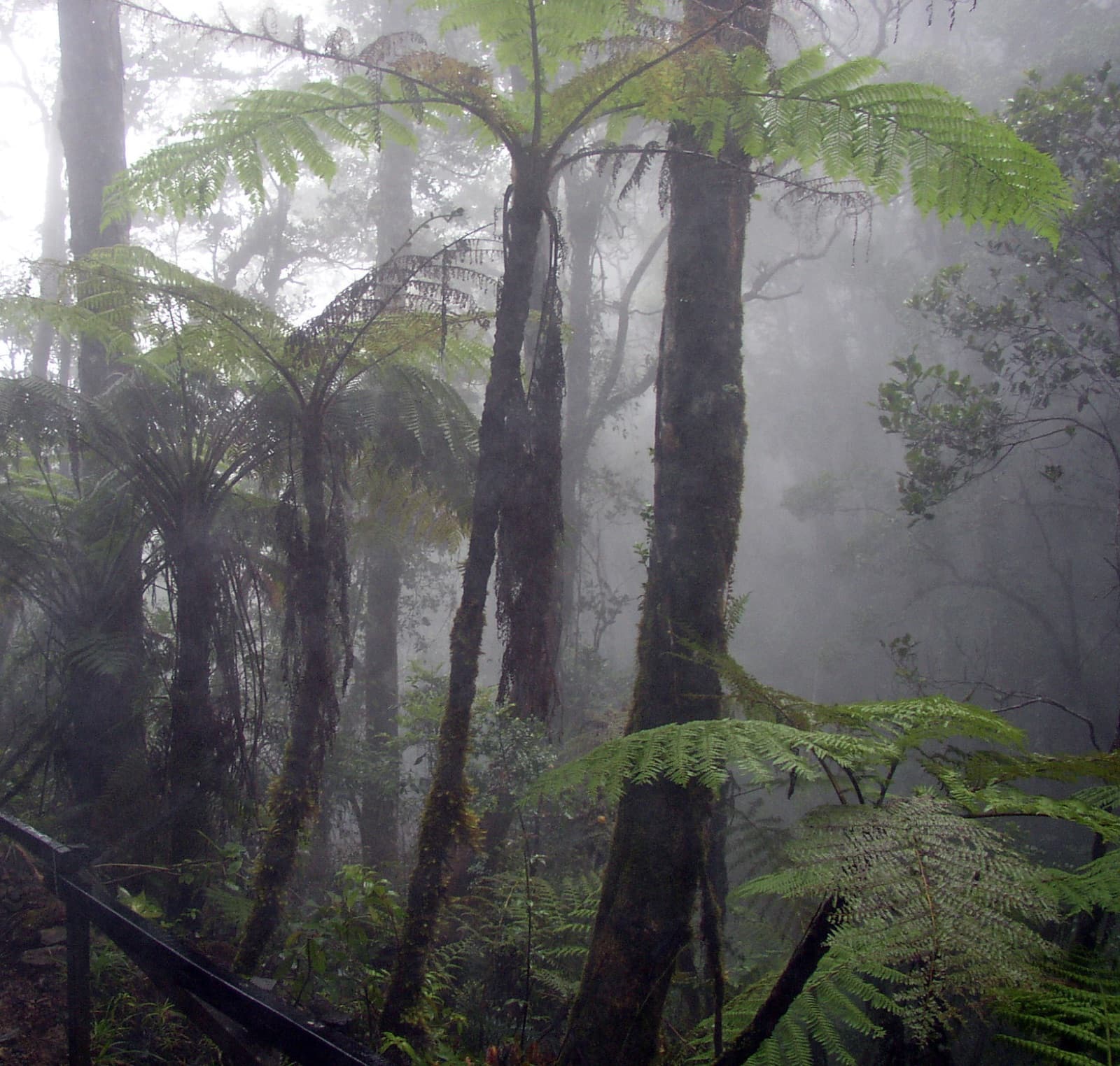 Twisted trees in the Mossy Forest at Cameron Highlands, completely covered in green moss and mist