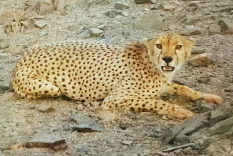 A pale Saharan cheetah resting on a rock in a rocky desert landscape