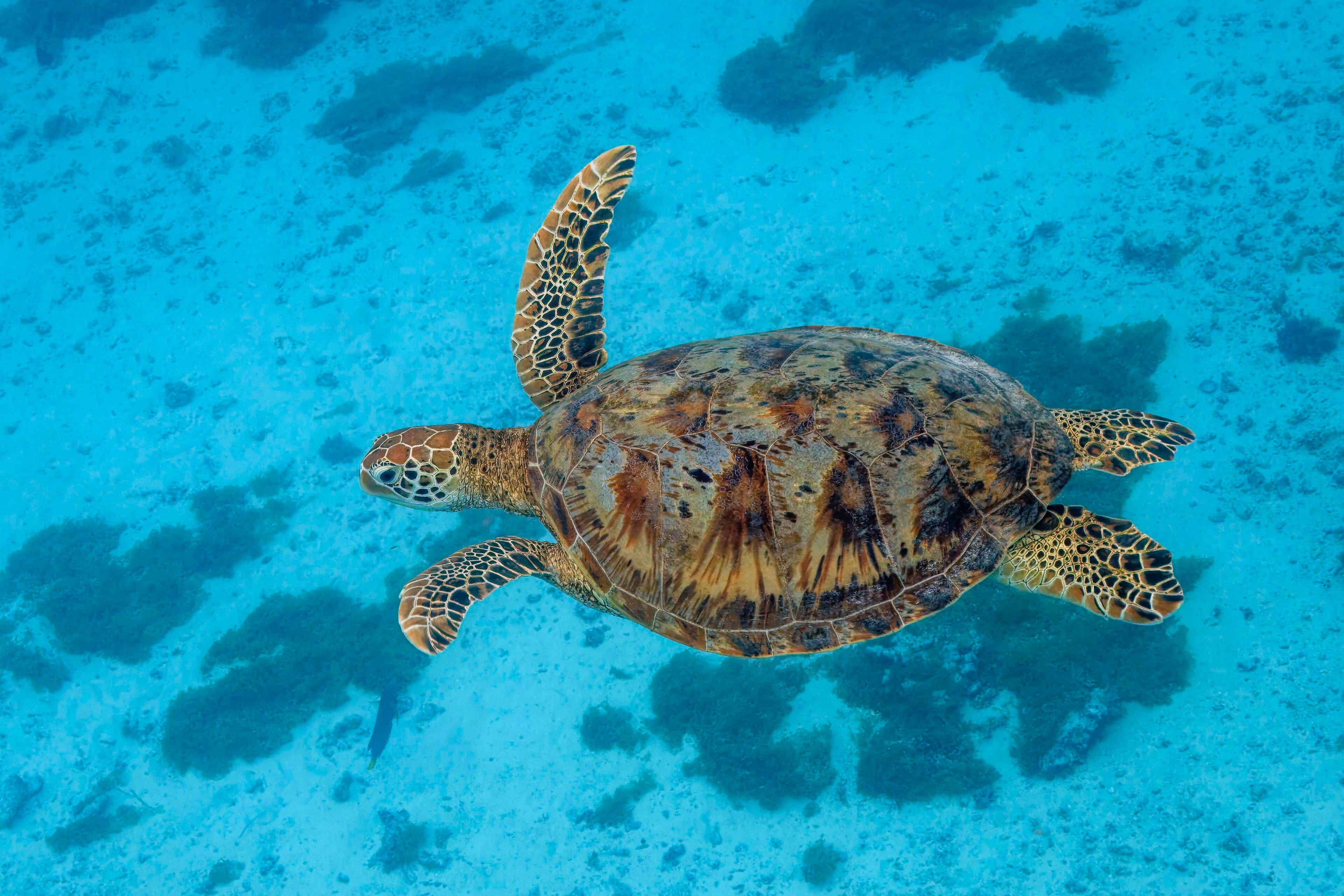 A green sea turtle gliding over a bright coral reef in Palau