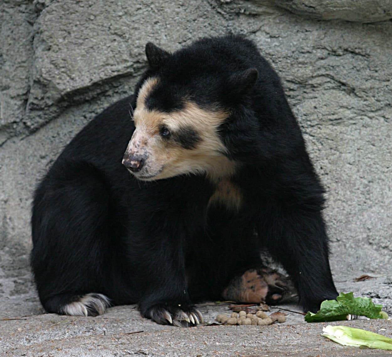 A spectacled bear with pale rings around its eyes, sitting in a rocky enclosure