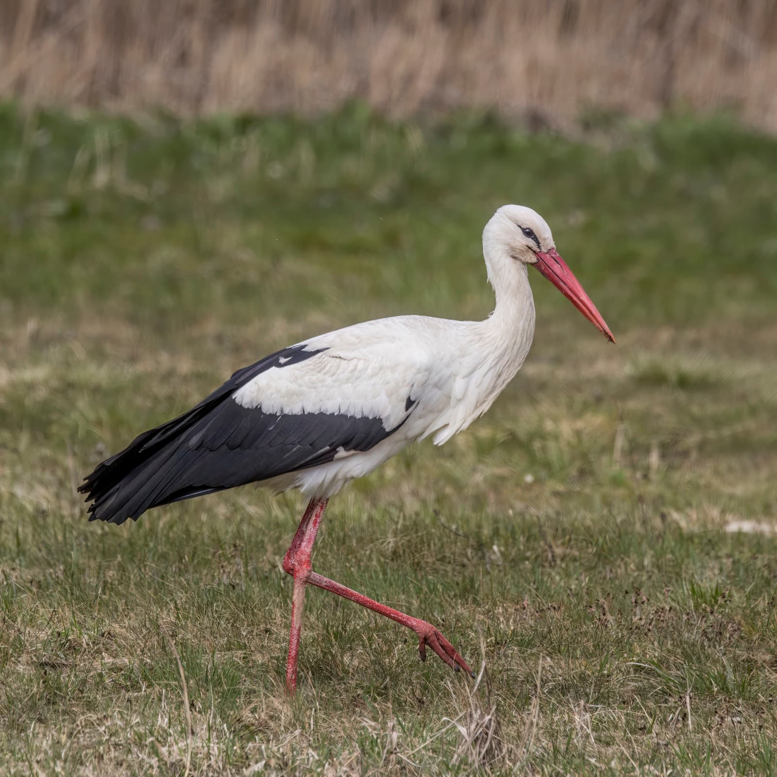 A white stork standing in its enormous stick nest on a Portuguese rooftop