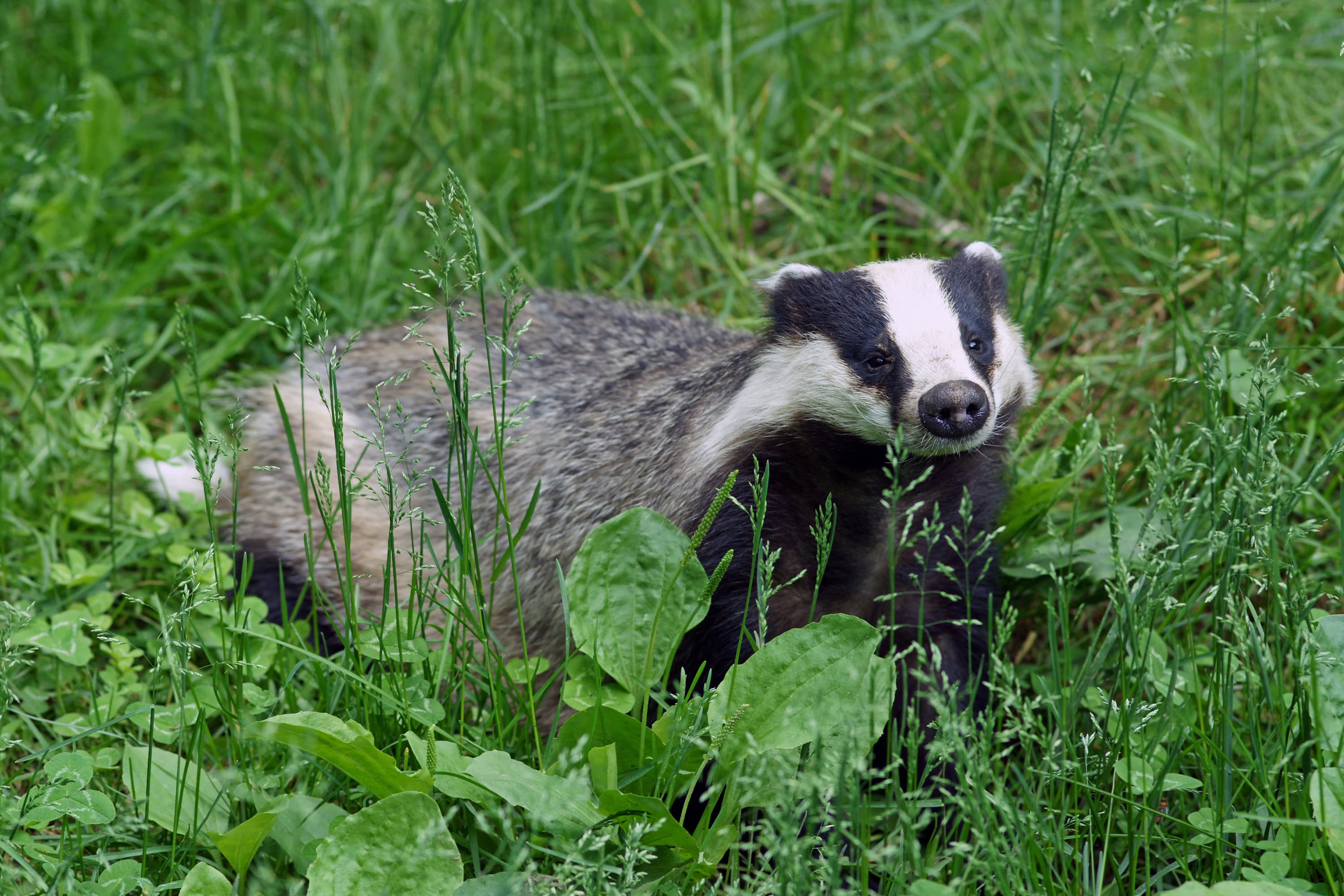 A European badger with bold black and white stripes on its face
