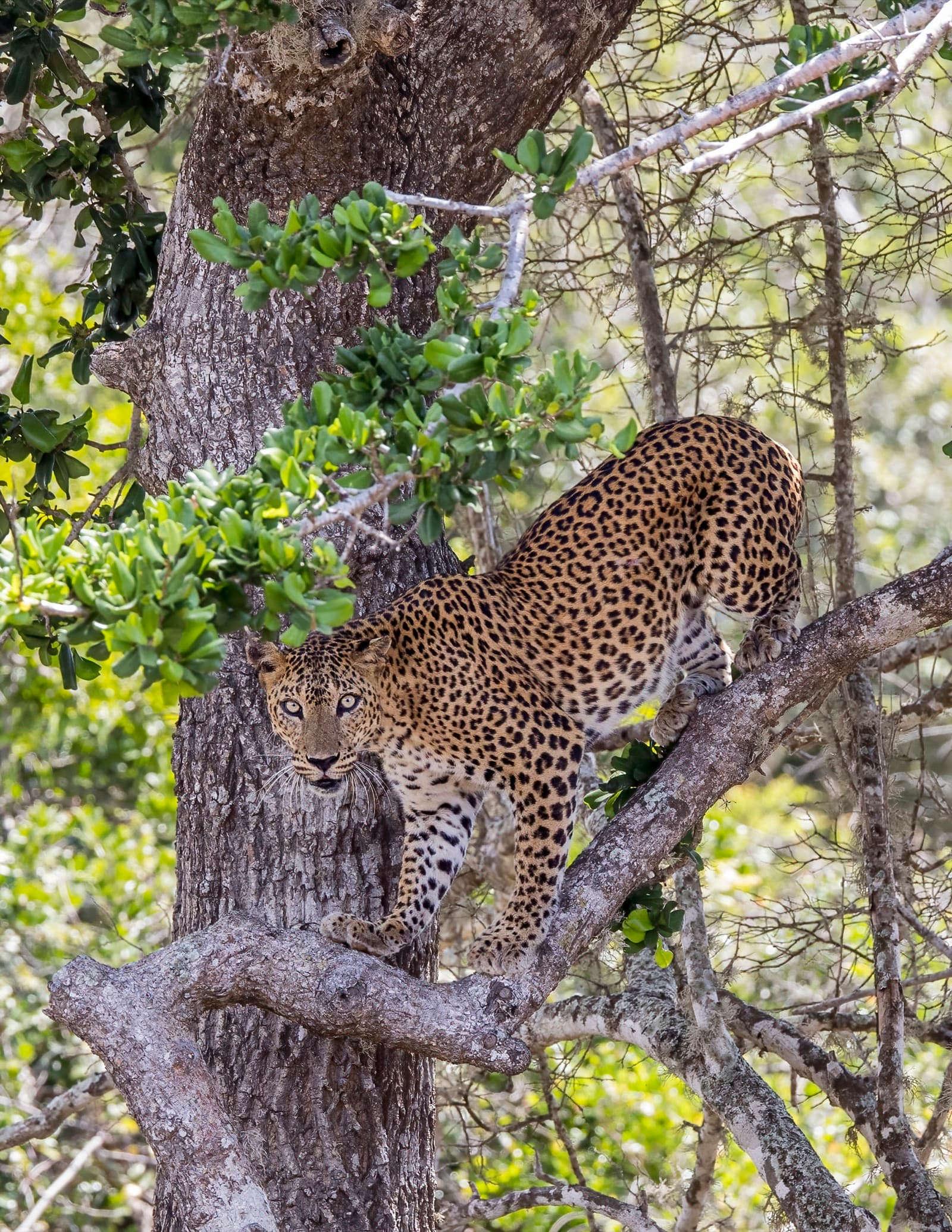 A Sri Lankan leopard standing on a tree branch in Yala National Park