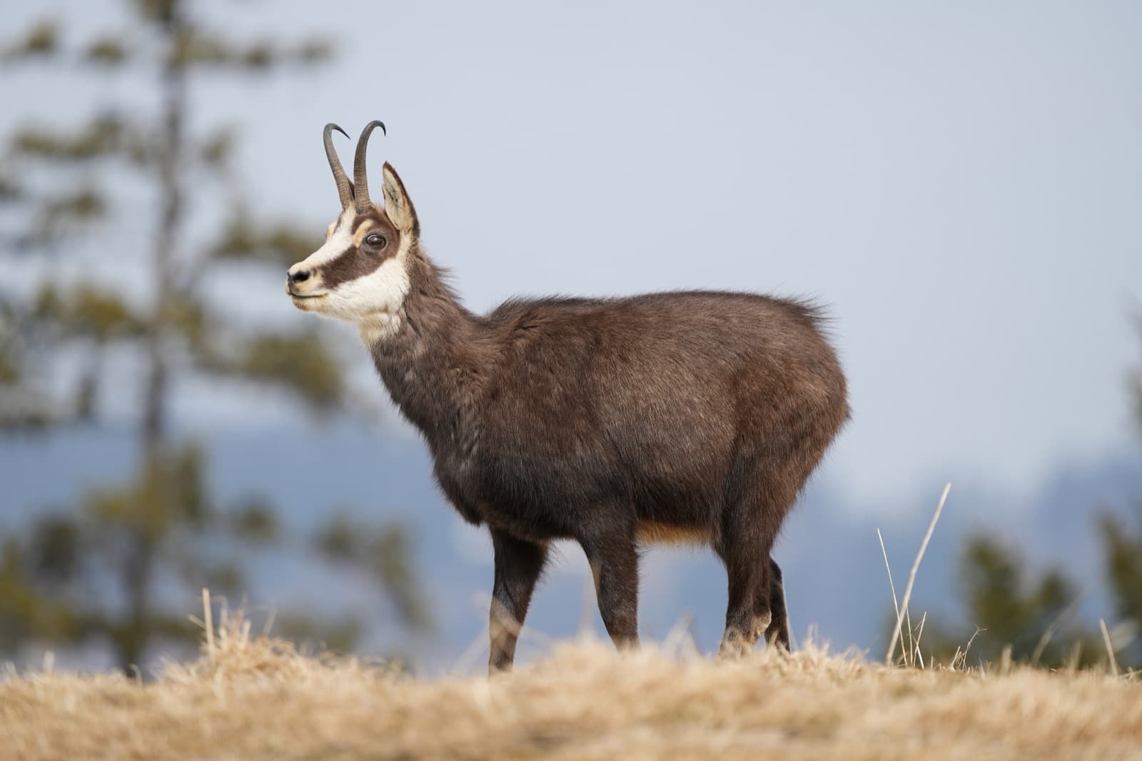 A chamois standing on a rocky slope in the Swiss Alps