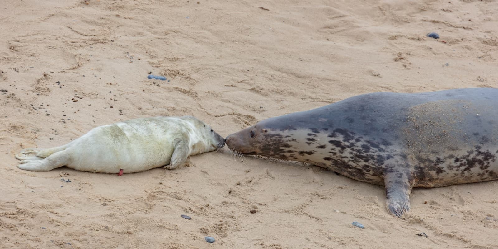 A grey seal mother nose-to-nose with her white fluffy pup on a sandy British beach