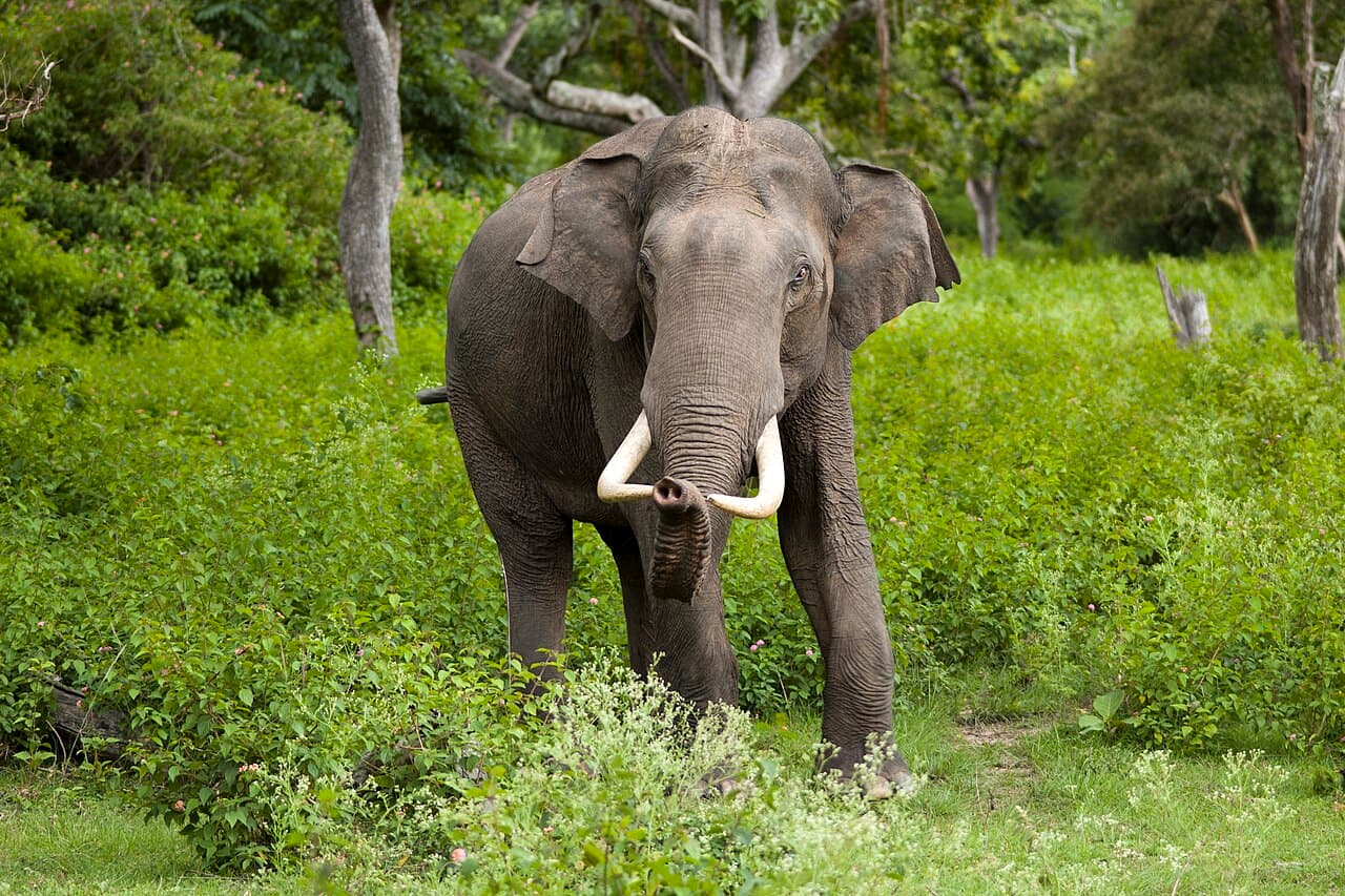 A wild Asian elephant with curving tusks standing in a green forest