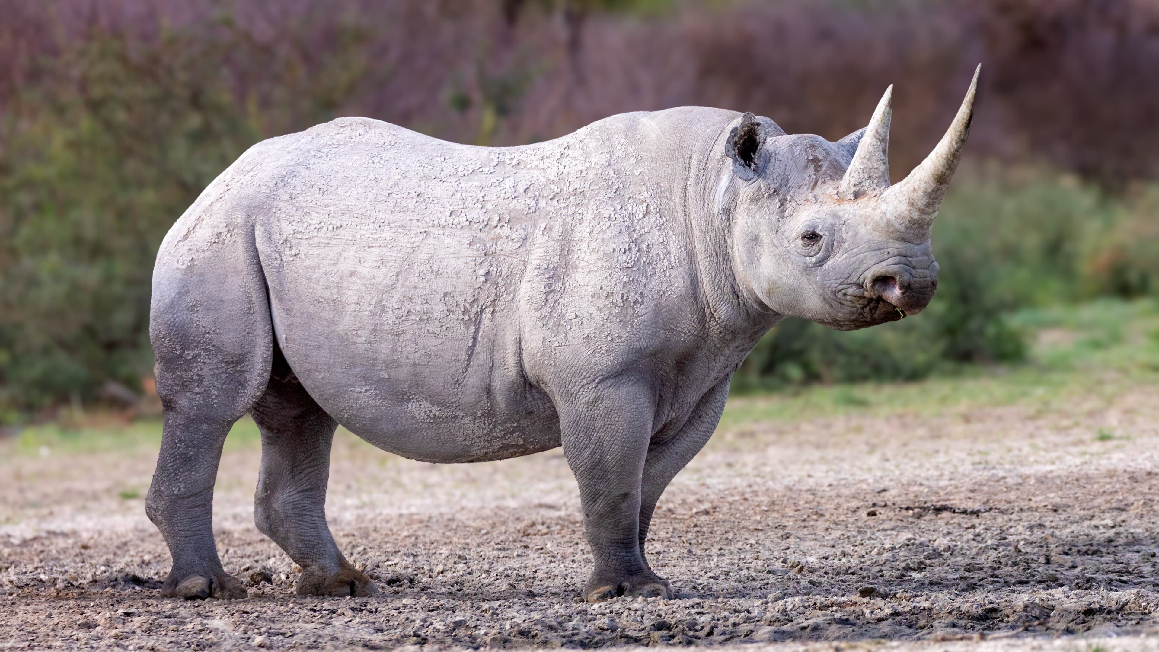 A black rhinoceros in the bushveld of Zimbabwe with an oxpecker bird on its back